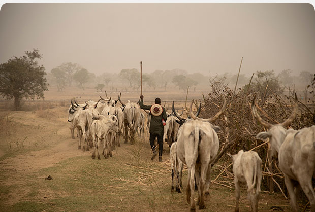 Man herding cattle